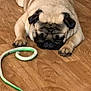animal, bulldog, canine, dog, hardwood, indoors, interiordesign, pet, pitbull, pug, puppy, stainedwood, wood