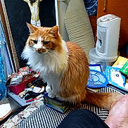 Moustachae participe au concours pour gagner de l'argent avec cette photo : cat, orange_cat, white_fur, indoor, clutter, ironing_board, painting, crucifixion, small_box, heater, household_items, table, fabric, foot, blue_racket, packaging, room, furniture, pet, domestic