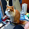 cat, orange_cat, white_fur, indoor, clutter, ironing_board, painting, crucifixion, small_box, heater, household_items, table, fabric, foot, blue_racket, packaging, room, furniture, pet, domestic
