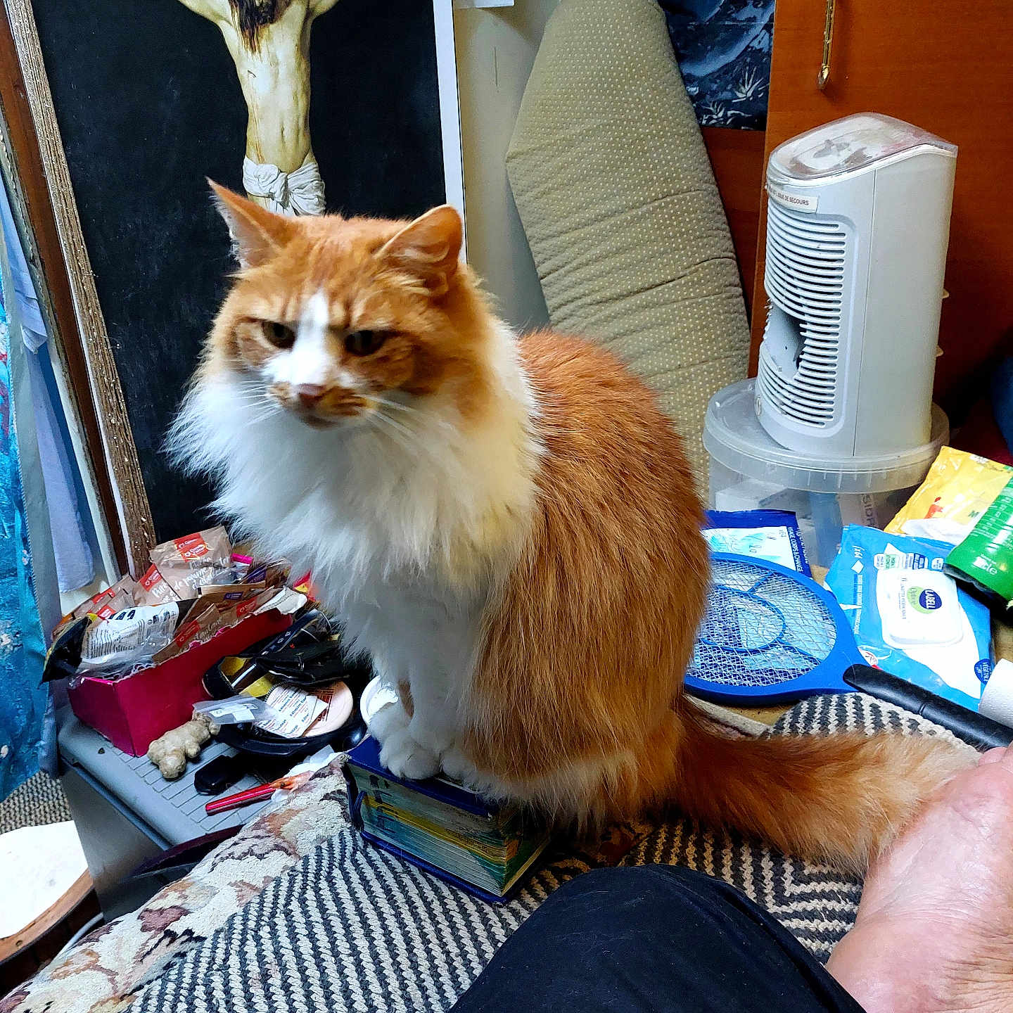 Moustachae participe au concours pour gagner de l'argent avec cette photo : cat, orange_cat, white_fur, indoor, clutter, ironing_board, painting, crucifixion, small_box, heater, household_items, table, fabric, foot, blue_racket, packaging, room, furniture, pet, domestic