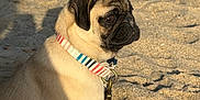 Kiké is registered to the contest to win money with this photo: animal, beach, calm, canine, closeup, collar, companion, cute, daytime, dog, leash, outdoor, pet, portrait, pug, sand, sand_texture, side_view, sitting, sunlight