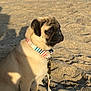 animal, beach, calm, canine, closeup, collar, companion, cute, daytime, dog, leash, outdoor, pet, portrait, pug, sand, sand_texture, side_view, sitting, sunlight