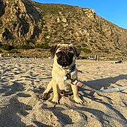 Kiké is registered to the contest to win money with this photo: animal, beach, collar, curious, cute, daytime, dog, hill, leash, mountain, nature, outdoor, pet, pug, puppy, sand, shadow, sitting, sky, sunny