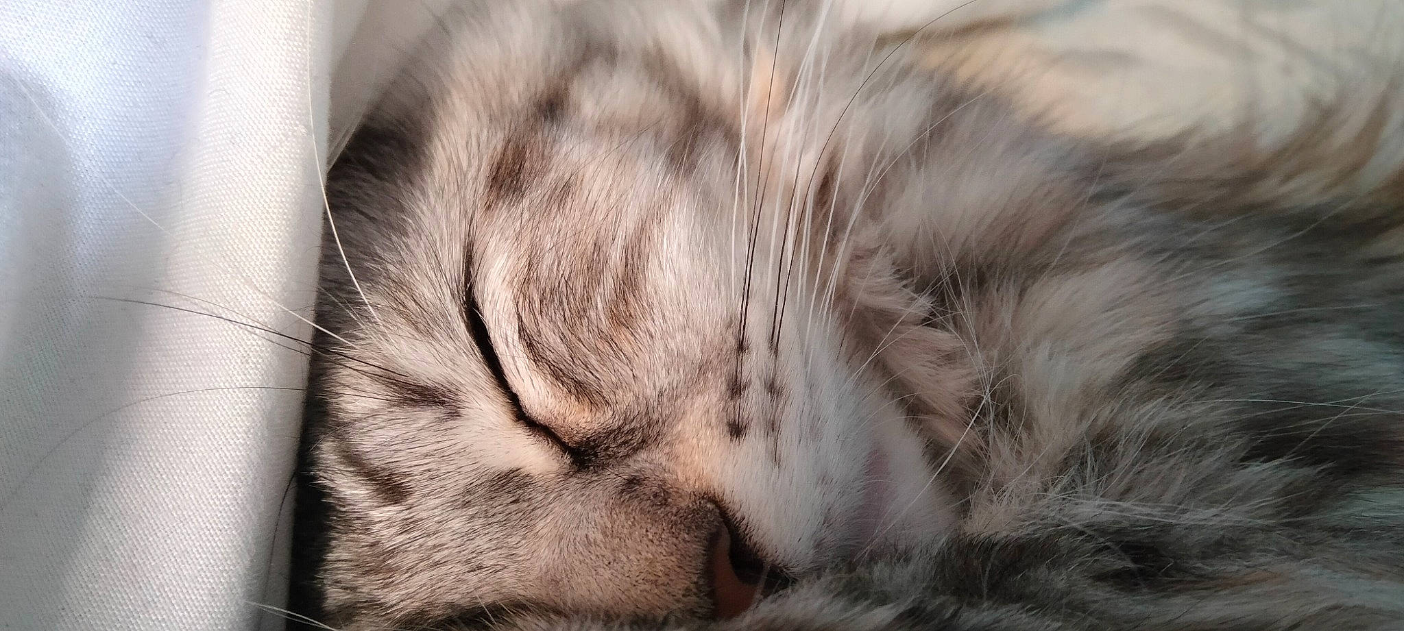 Twinnie participe au concours pour gagner de l'argent avec cette photo : carnivore, cat, claw, comfort, domestic_short_haired_cat, fawn, felidae, fur, grey, monochrome, monochrome_photography, nap, natural_material, paw, sleep, small_to_medium_sized_cats, snout, whiskers, wildlife, wrinkle