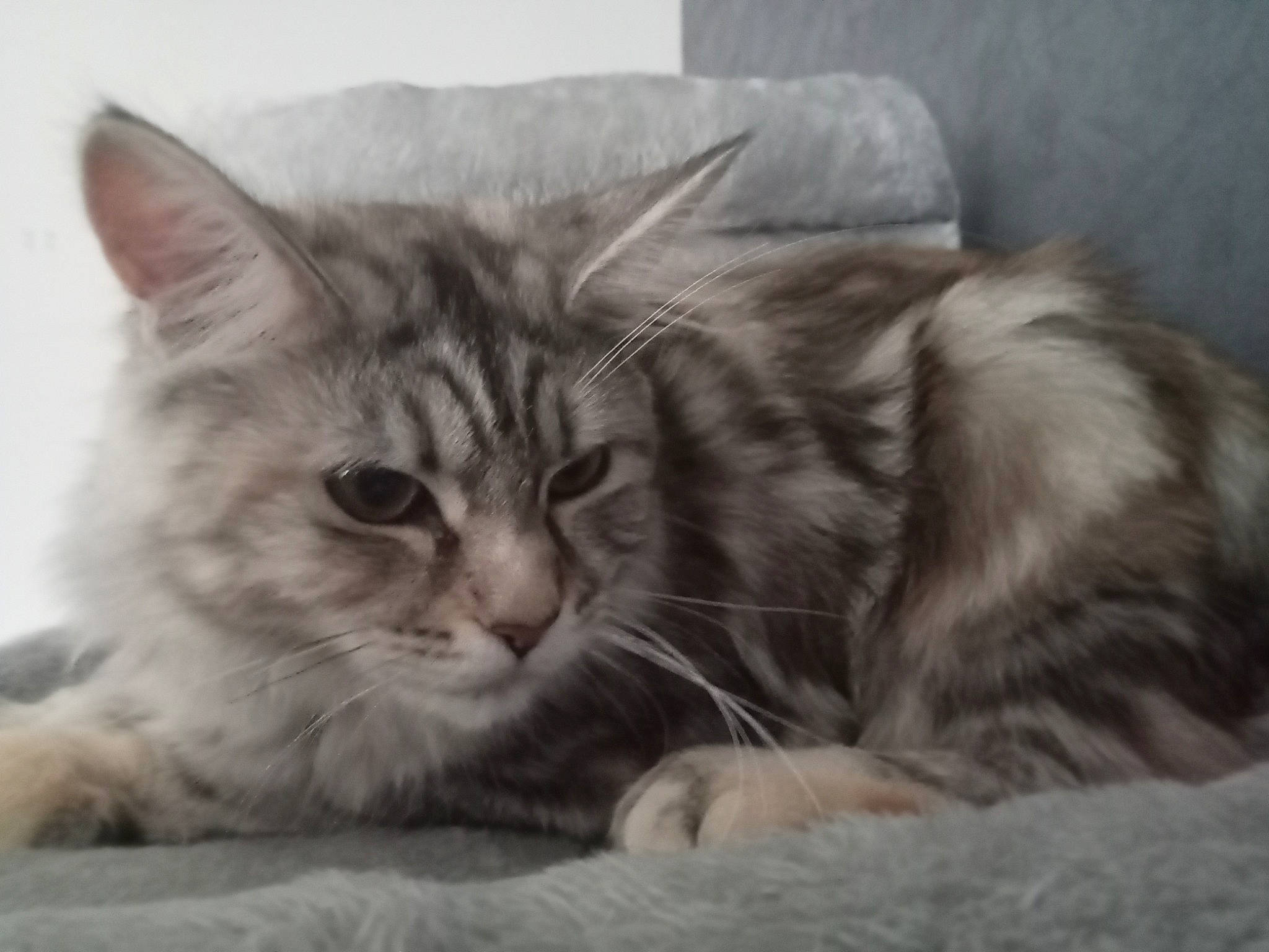 Twinnie participe au concours pour gagner de l'argent avec cette photo : carnivore, cat, claw, comfort, domestic_short_haired_cat, felidae, fur, grey, monochrome_photography, paw, small_to_medium_sized_cats, snout, whiskers