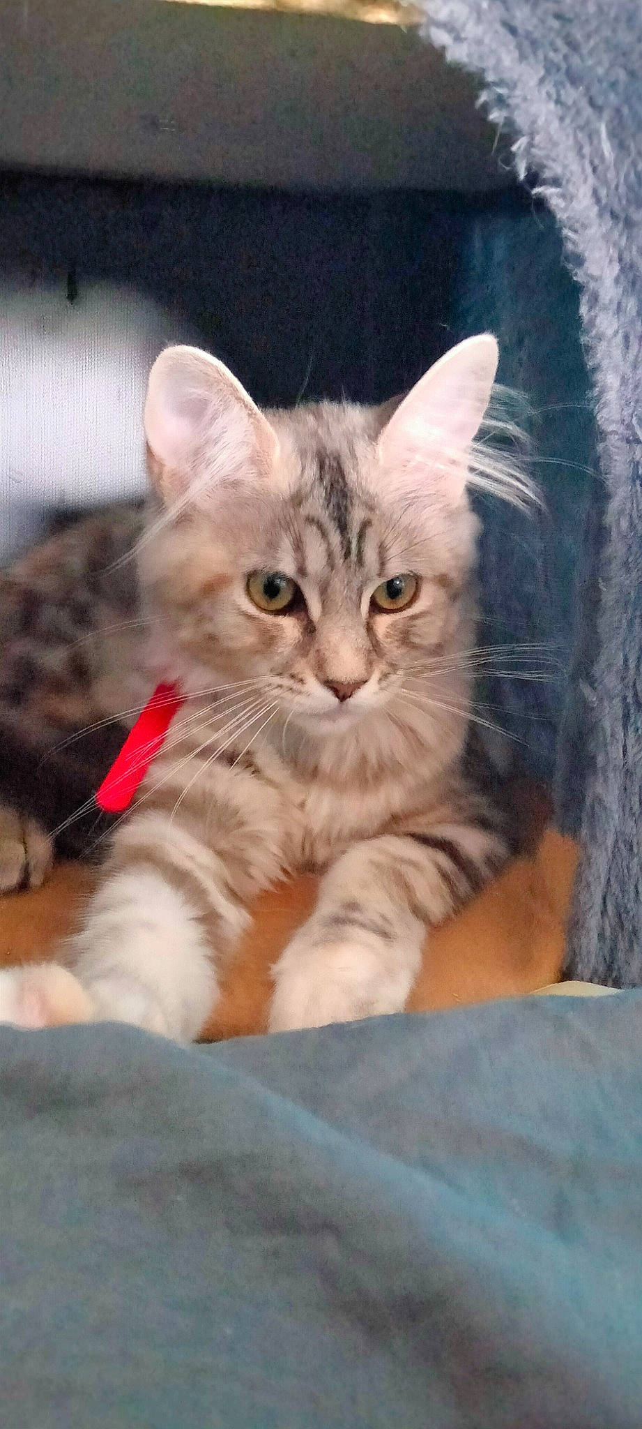 Twinnie participe au concours pour gagner de l'argent avec cette photo : bed, carnivore, cat, claw, comfort, domestic_short_haired_cat, ear, fawn, felidae, fur, iris, mammal, nap, paw, plant, sleep, small_to_medium_sized_cats, snout, tail, whiskers