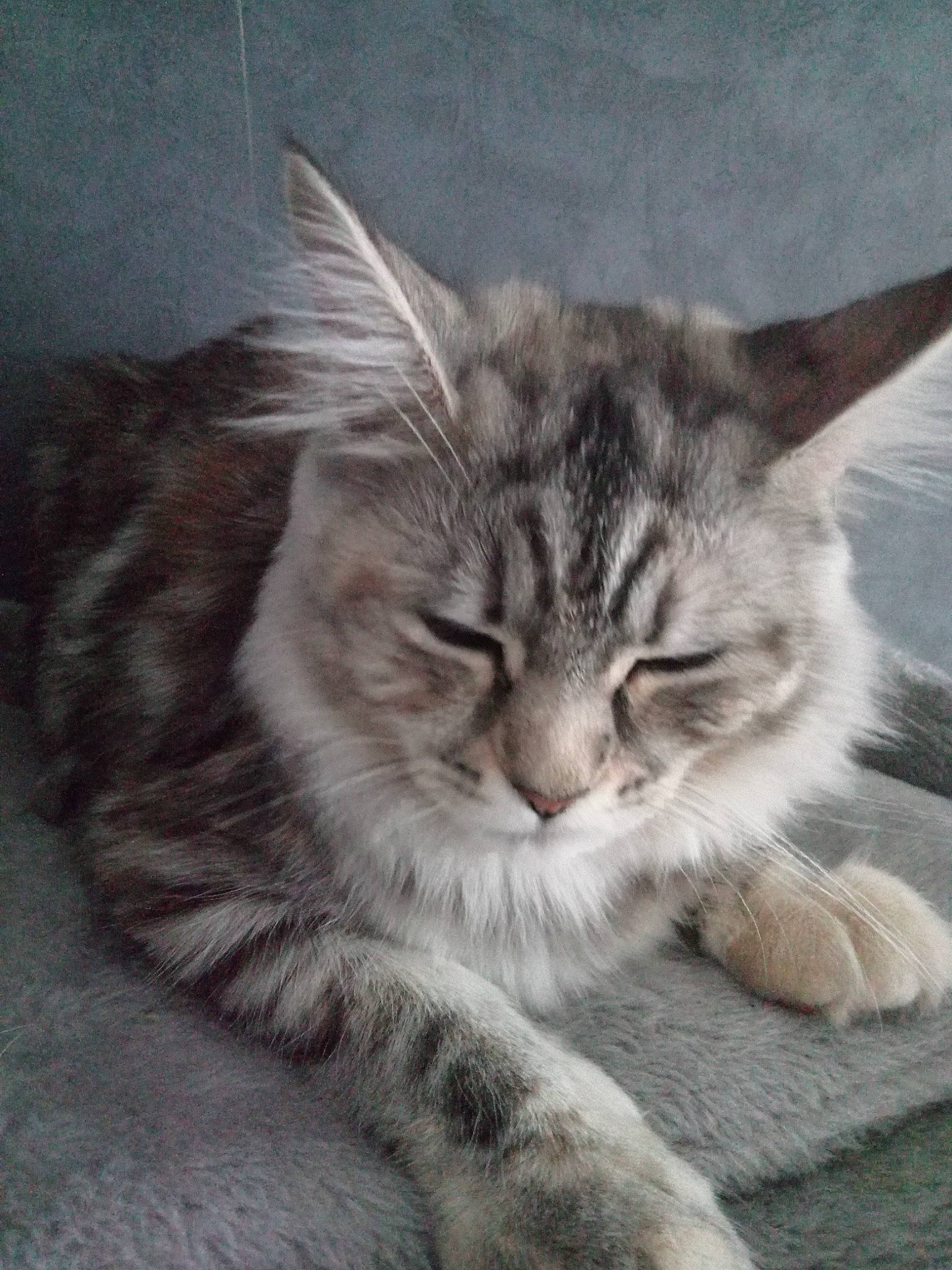 Twinnie participe au concours pour gagner de l'argent avec cette photo : carnivore, cat, claw, comfort, domestic_short_haired_cat, ear, felidae, fur, grey, maine_coon, paw, small_to_medium_sized_cats, snout, tail, whiskers