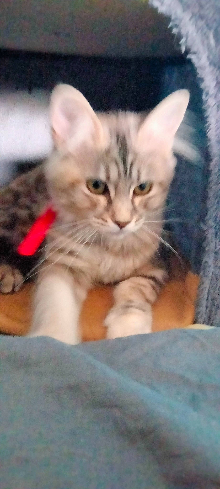 Twinnie a rejoint le concours — aidez-le/la à gagner de superbes lots ! bed, carnivore, cat, claw, comfort, couch, domestic_short_haired_cat, ear, eye, fawn, felidae, fur, head, iris, nap, paw, small_to_medium_sized_cats, snout, tail, whiskers