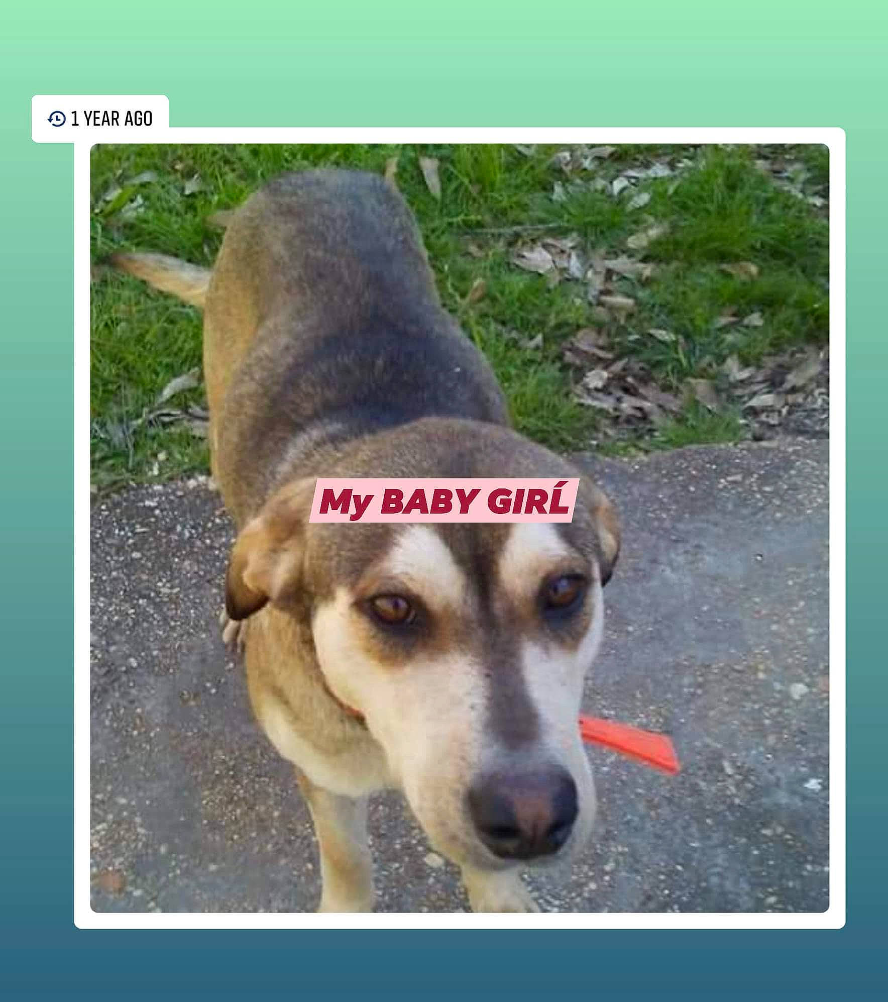 Diamond is registered to the contest to win money with this photo: canidae, carnivore, collar, companion_dog, dog, dog_breed, dog_collar, dog_supply, fawn, font, paw, pet_supply, photo_caption, plant, snout, sporting_group, street_dog, terrestrial_animal, whiskers, working_animal