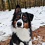 dog, animal, outdoor, snow, forest, tree, nature, canine, pet, fur, black, white, brown, path, winter, leaves, closeup, portrait, hiking, adventure