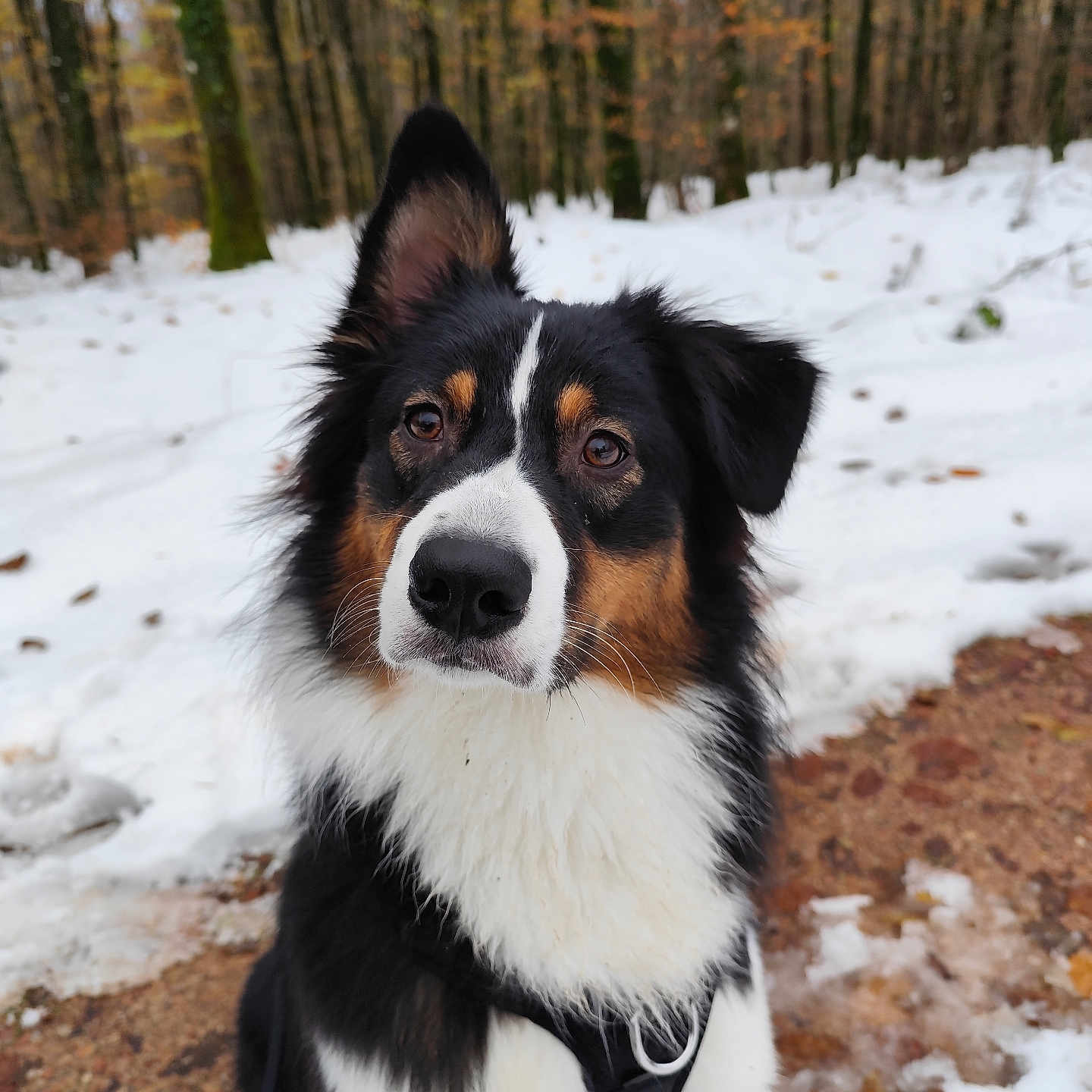 Stella participe au concours pour gagner de l'argent avec cette photo : adventure, animal, black, brown, canine, closeup, dog, forest, fur, hiking, leaves, nature, outdoor, path, pet, portrait, snow, tree, white, winter