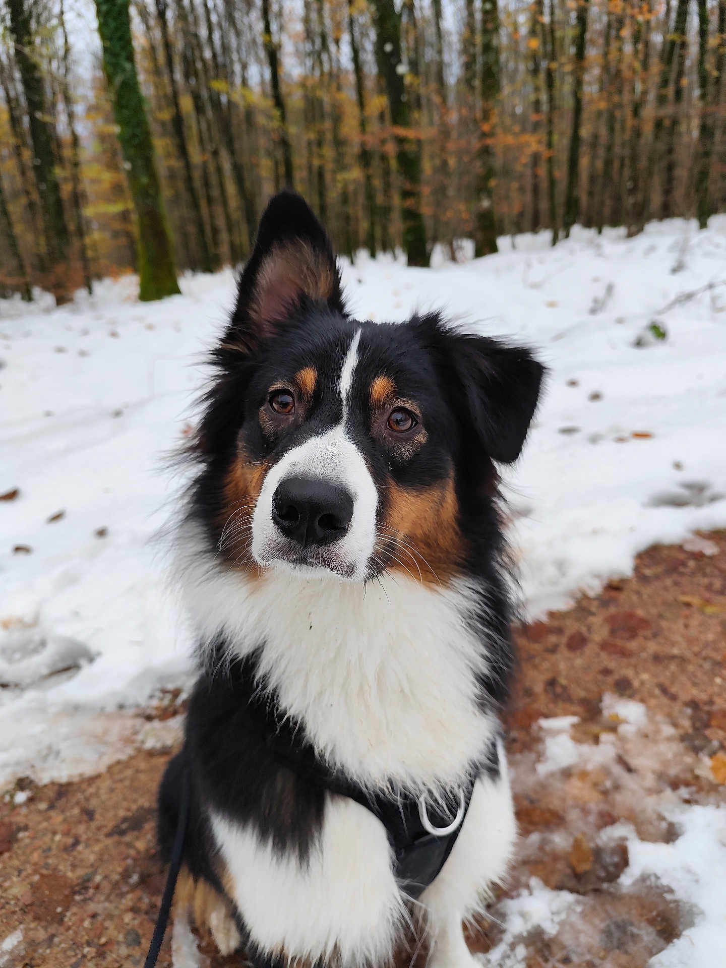 Stella participe au concours pour gagner de l'argent avec cette photo : dog, animal, outdoor, snow, forest, tree, nature, canine, pet, fur, black, white, brown, path, winter, leaves, closeup, portrait, hiking, adventure