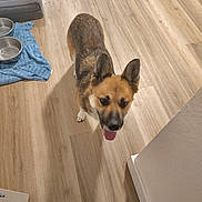 Piggy Faye joined the competition — help win amazing prizes! dog, tongue_out, wooden_floor, indoor, pet, animal, bowl, towel, dog_bed, brown_dog, happy, ears_up, looking_up, flooring, home, domestic_animal, canine, fur, snout, shadow