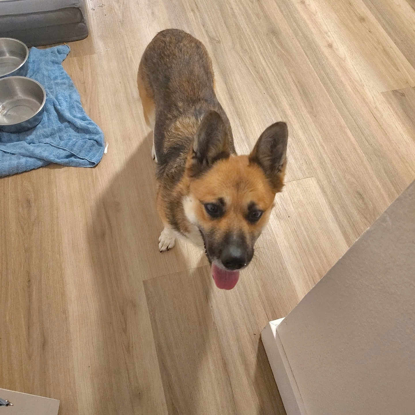 Piggy Faye joined the competition — help win amazing prizes! animal, bowl, brown_dog, canine, dog, dog_bed, domestic_animal, ears_up, flooring, fur, happy, home, indoor, looking_up, pet, shadow, snout, tongue_out, towel, wooden_floor