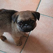 Despe a rejoint le concours — aidez-le/la à gagner de superbes lots ! pug, puppy, dog, pet, animal, cute, small, floor, tile, looking_up, brown, fur, ears, whiskers, indoors, adorable, young, companion, mammal, face