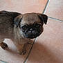 pug, puppy, dog, pet, animal, cute, small, floor, tile, looking_up, brown, fur, ears, whiskers, indoors, adorable, young, companion, mammal, face
