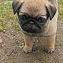 Despe participe au concours pour gagner de l'argent avec cette photo : puppy, dog, pug, young, animal, cute, outdoor, grass, dirt, pet, small, fur, ears, face, eyes, walking, nature, adorable, mammal, portrait