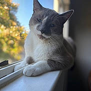 Smokey is registered to the contest to win money with this photo: cat, windowsill, indoor, pet, animal, feline, relaxed, natural_light, blurred_background, white, gray, blue_eyes, close_up, paw, resting, calm, portrait, domestic, window, sunlight