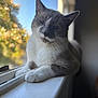 cat, windowsill, indoor, pet, animal, feline, relaxed, natural_light, blurred_background, white, gray, blue_eyes, close_up, paw, resting, calm, portrait, domestic, window, sunlight