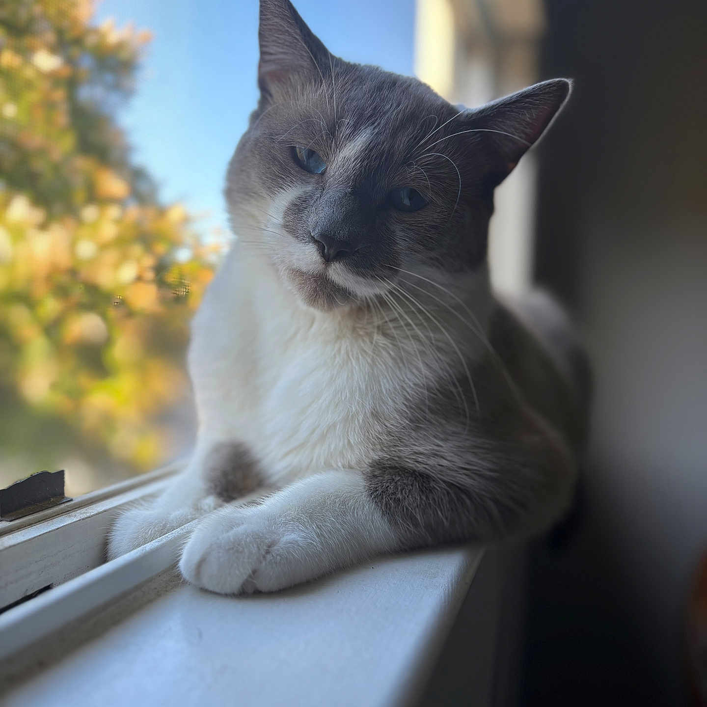 Smokey is registered to the contest to win money with this photo: animal, blue_eyes, blurred_background, calm, cat, close_up, domestic, feline, gray, indoor, natural_light, paw, pet, portrait, relaxed, resting, sunlight, white, window, windowsill