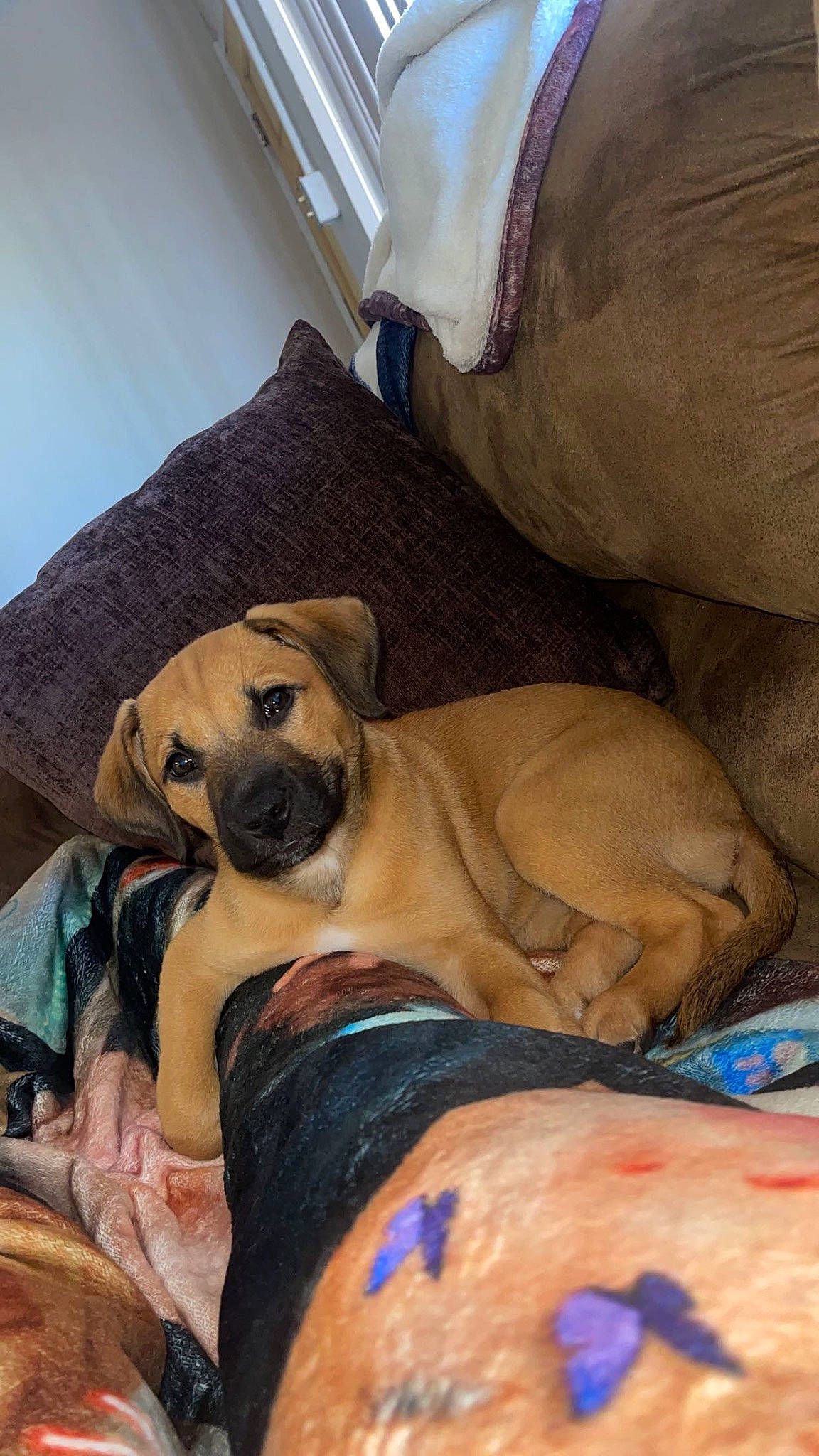 Hazel is registered to the contest to win money with this photo: canidae, carnivore, comfort, companion_dog, dog, dog_breed, fawn, guard_dog, nap, non_sporting_group, paw, pet_supply, sleep, snout, sporting_group, terrestrial_animal, toy_dog, working_animal, working_dog, wrinkle