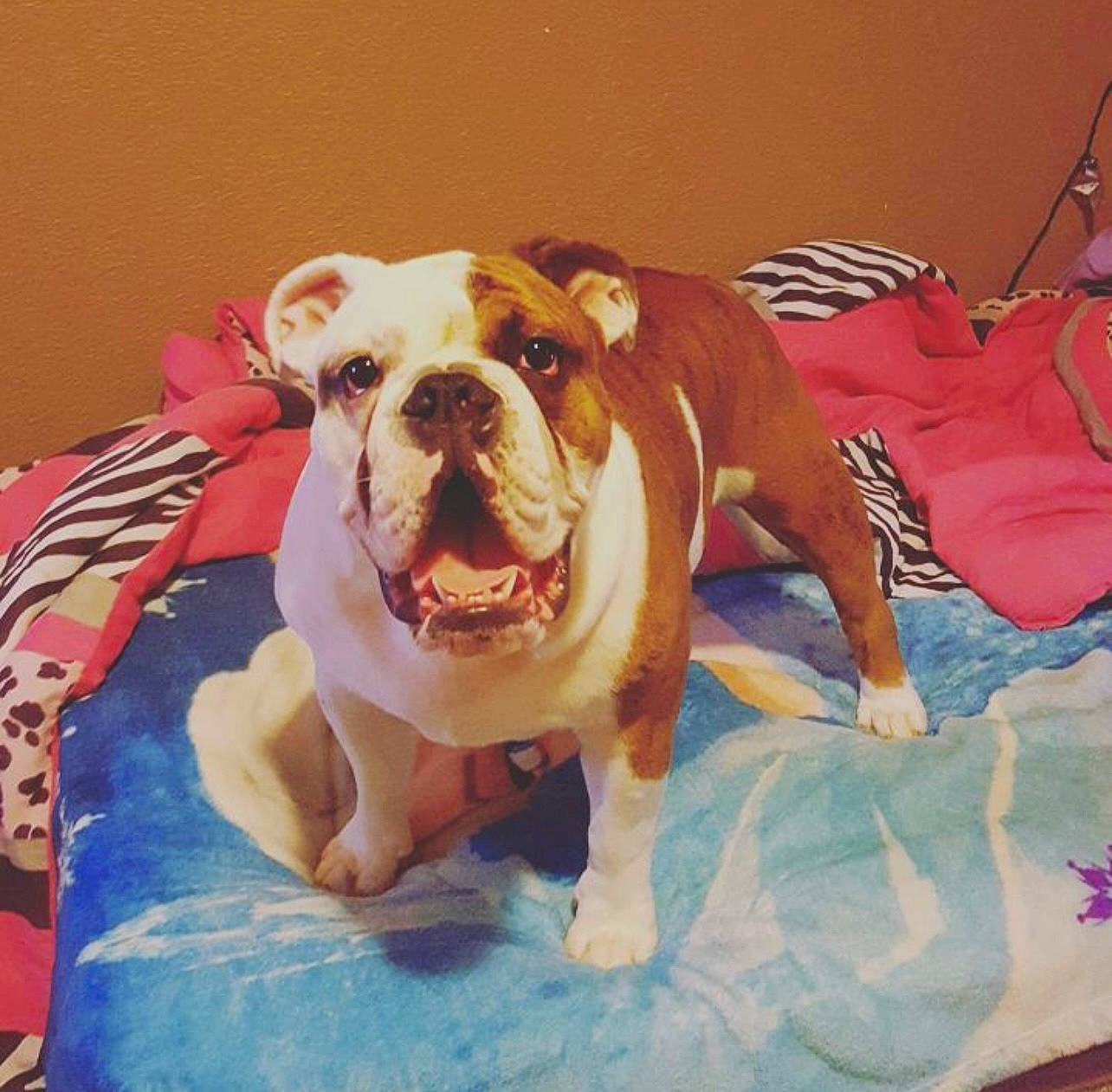 Bocephues joined the competition — help win amazing prizes! ancient_dog_breeds, bulldog, canidae, carnivore, comfort, companion_dog, dog, dog_breed, dog_supply, fawn, flooring, non_sporting_group, puppy, sporting_group, white_english_bulldog, working_animal, working_dog, wrinkle