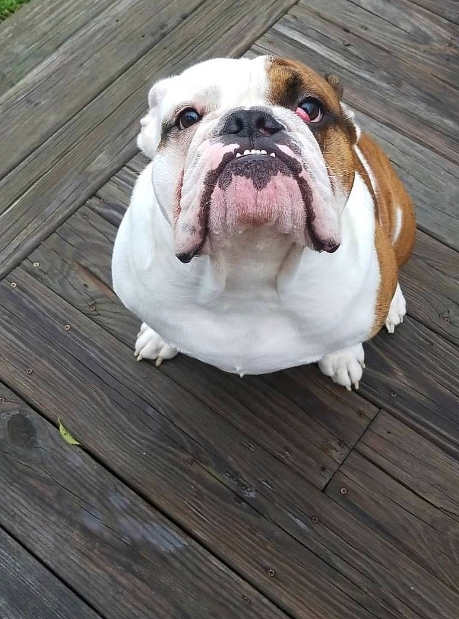 Bocephues joined the competition — help win amazing prizes! bulldog, canidae, carnivore, comfort, companion_dog, dog, dog_breed, fawn, grass, hardwood, natural_material, non_sporting_group, plank, sporting_group, terrestrial_animal, wood, wrinkle