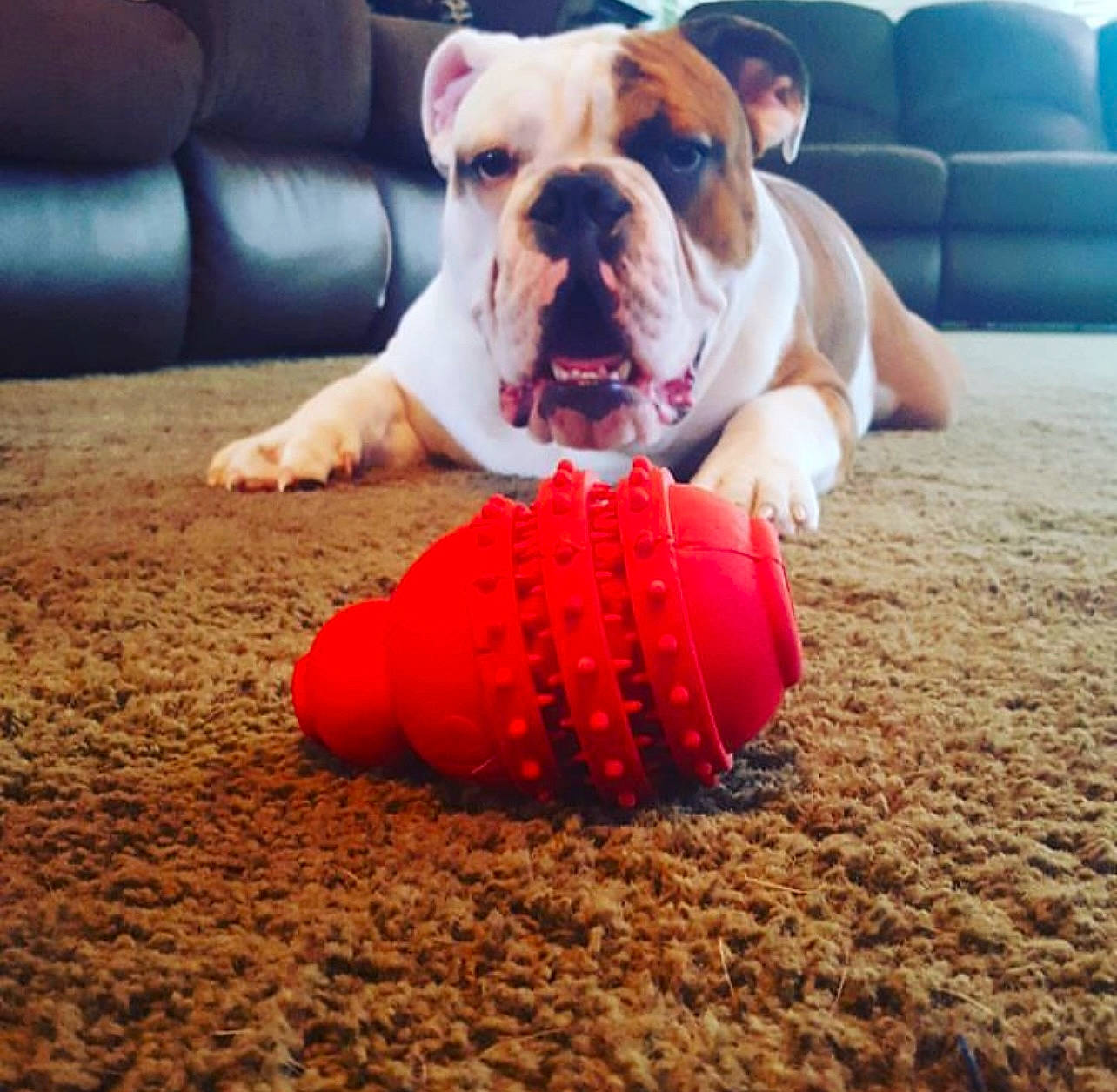 Bocephues is registered to the contest to win money with this photo: ball, bulldog, carmine, carnivore, comfort, companion_dog, couch, dog, dog_breed, dog_clothes, dog_collar, dog_supply, fawn, flooring, hardwood, paw, puppy_love, toy_dog, wood, working_animal