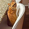 Holly joined the competition — help win amazing prizes! animal, cat, chair, cozy, curious, domestic, feline, floor, fur, granite_countertop, home, household, indoor, looking_back, orange_cat, pet, seated, whiskers, white_chair, wood_floor