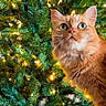 Holly is registered to the contest to win money with this photo: cat, christmas_tree, closeup, cozy, curious, decorations, ears, feline, festive, fluffy, greenery, holiday_lights, indoor, orange_cat, paws, pet, portrait, table, warm_lighting, whiskers