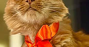 Holly is registered to the contest to win money with this photo: animal, bow, cat, close_up, curious, cute, domestic_cat, ears, feline, fluffy, fur, indoor, looking_up, orange, orange_tabby, pet, portrait, ribbon, soft_light, whiskers