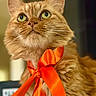 cat, orange_tabby, ribbon, bow, pet, fluffy, curious, indoor, portrait, close_up, animal, feline, whiskers, ears, fur, domestic_cat, cute, soft_light, looking_up, orange