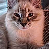 Billy participe au concours pour gagner de l'argent avec cette photo : cat, fluffy, close_up, face, fur, whiskers, ears, pet, animal, indoor, relaxed, cute, feline, portrait, muzzle, soft_light, looking, domestic, tabby, resting