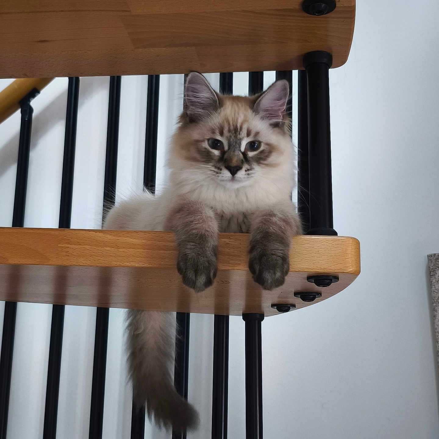 Billy participe au concours pour gagner de l'argent avec cette photo : cat, fluffy, stairs, wood, black_railings, indoor, pet, animal, feline, curious, paws, relaxed, domestic_cat, sitting, portrait, cute, fur, whiskers, tail, home