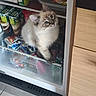 Billy participe au concours pour gagner de l'argent avec cette photo : cat, kitten, fridge, food, dairy, yogurt, beverage, can, drawer, curious, blue_eyes, fluffy, indoor, household, wooden_cabinet, floor_tile, pet, white, brown, cute