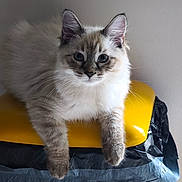 Billy participe au concours pour gagner de l'argent avec cette photo :