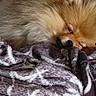 dog, pomeranian, sleeping, fluffy, blanket, cozy, fur, pet, resting, indoor, cute, animal, mammal, soft, comfort, relaxation, closeup, face, warm, napping