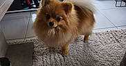 Myla a rejoint le concours — aidez-le/la à gagner de superbes lots ! dog, pomeranian, pet, indoor, carpet, fur, small_dog, animal, cute, fluffy, home, shelf, plant, cactus, gaming_controller, window, floor, cozy, curious, domestic