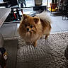 dog, pomeranian, pet, indoor, carpet, fur, small_dog, animal, cute, fluffy, home, shelf, plant, cactus, gaming_controller, window, floor, cozy, curious, domestic