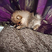 Myla participe au concours pour gagner de l'argent avec cette photo : puppy, dog, pomeranian, fluffy, curtain, purple_curtain, golden_pattern, rug, floor, tile_floor, indoor, pet, small_dog, cute, fur, animal, cozy, texture, resting, curious
