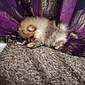 puppy, dog, pomeranian, fluffy, curtain, purple_curtain, golden_pattern, rug, floor, tile_floor, indoor, pet, small_dog, cute, fur, animal, cozy, texture, resting, curious