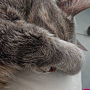 Plume participe au concours pour gagner de l'argent avec cette photo : cat, sleeping, paw, fur, bed, resting, cozy, cute, animal, pet, whiskers, ear, domestic, feline, closeup, relaxing, indoor, soft, covering_face, nap