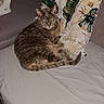Plume participe au concours pour gagner de l'argent avec cette photo : cat, tabby_cat, couch, pillow, indoor, pet, feline, relaxed, fur, home, fan, leaf_pattern, domestic, resting, animal, cozy, household, sleepy, comfort, living_room