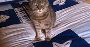 Plume participe au concours pour gagner de l'argent avec cette photo : cat, gray_tabby, bed, bedspread, starfish_pattern, blue, white, floral_wallpaper, vintage, wooden_floor, indoor, pet, animal, feline, fur, whiskers, ears, paws, looking, standing