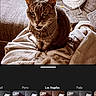 Plume a rejoint le concours — aidez-le/la à gagner de superbes lots ! animal, blanket, cat, closeup, couch, cozy, editing, feline, fur, home, indoor, meowing, pet, photo_filter, pillow, portrait, smartphone_screen, soft, tabby_cat, warm_lighting
