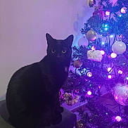 Pompon participe au concours pour gagner de l'argent avec cette photo : black_cat, cat, christmas_tree, ornaments, purple_lights, blue_lights, holiday_decor, plush_toy, polar_bear, indoor, pet, animal, dark_furniture, festive, glowing_lights, tree_decorations, cozy, sitting, night, cute