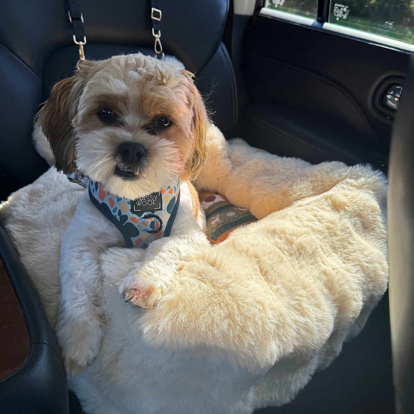 Kobe is registered to the contest to win money with this photo: dog, car_interior, blanket, harness, plush, seat, window, leash, light, fur, pet, cozy, cute, relaxed, travel, companion, animal, comfort, indoors, resting