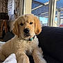 dog, puppy, golden_retriever, pet, couch, indoor, window, sunlight, fur, collar, relaxed, portrait, close_up, living_room, blanket, paw, nose, eyes, lamp, adorable