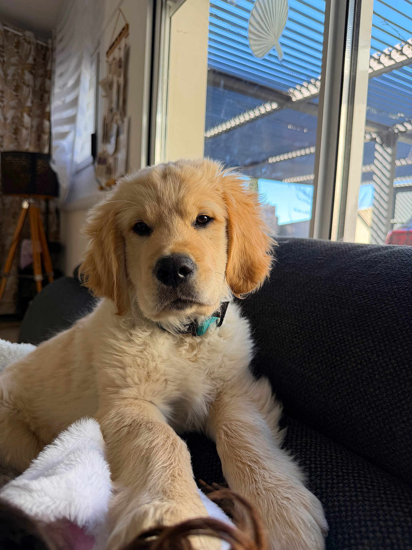 Aston a rejoint le concours — aidez-le/la à gagner de superbes lots ! dog, puppy, golden_retriever, pet, couch, indoor, window, sunlight, fur, collar, relaxed, portrait, close_up, living_room, blanket, paw, nose, eyes, lamp, adorable