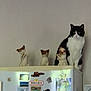 cat, ceramic_cat_figurines, fridge, magnets, photos, kitchen, black_and_white_cat, figurines, decorations, indoor, wall, appliance, pet, animal, curious, sitting, collection, cute, household, still_life